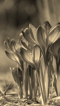 Szary + Sepia