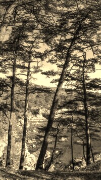 Szary + Sepia
