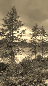Sepia