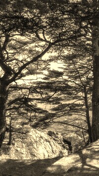 Szary + Sepia