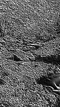 Skamielina