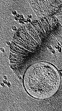 Skamielina