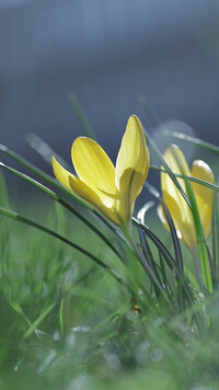 Oryginalny obrazek