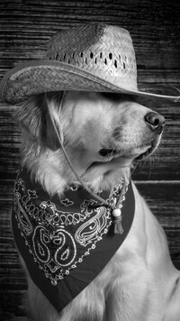 Szary