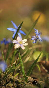 Oryginalny obrazek