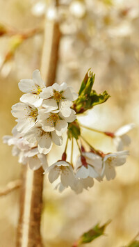 Oryginalny obrazek
