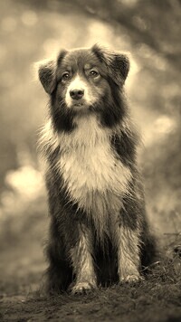 Sepia