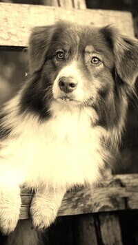 Sepia