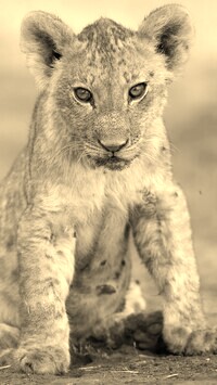 Szary + Sepia