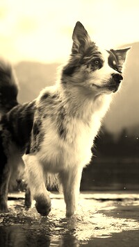 Sepia