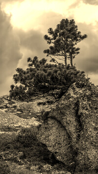 Szary + Sepia