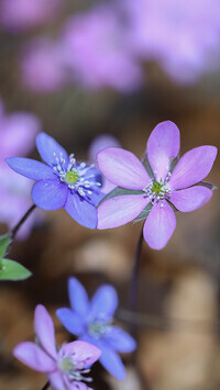 Oryginalny obrazek