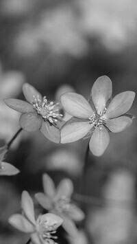 Szary