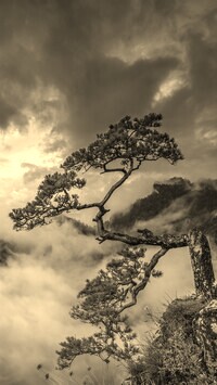 Sepia