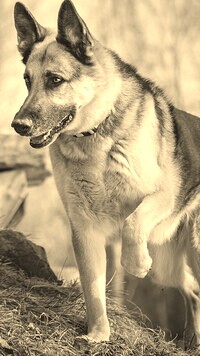 Sepia