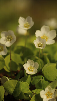 Oryginalny obrazek