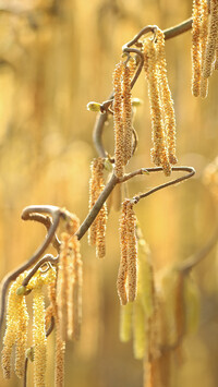 Oryginalny obrazek