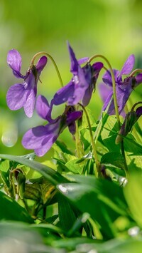 Oryginalny obrazek
