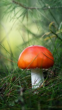 Oryginalny obrazek