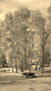Szary + Sepia