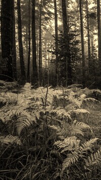 Szary + Sepia