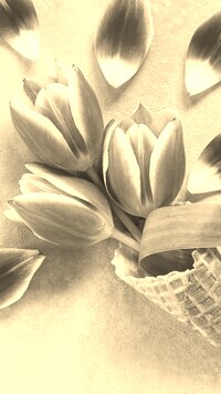 Szary + Sepia
