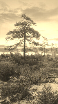 Szary + Sepia