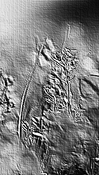 Skamielina