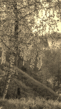 Szary + Sepia