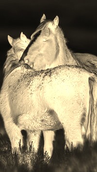 Sepia + Negatyw