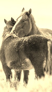 Szary + Sepia