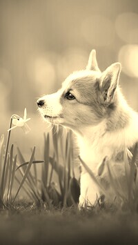 Szary + Sepia