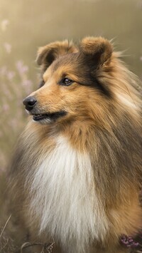 Oryginalny obrazek