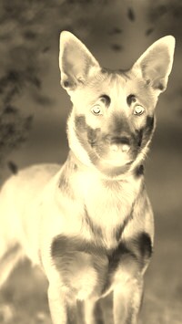 Sepia + Negatyw