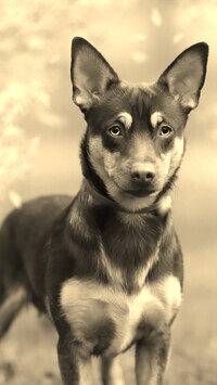 Szary + Sepia