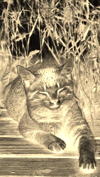 Sepia + Negatyw