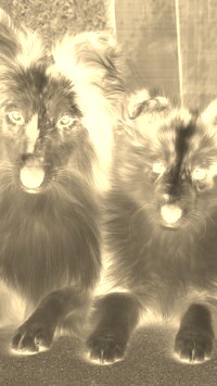 Sepia + Negatyw