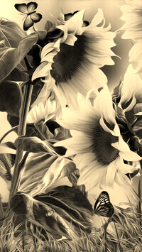 Szary + Sepia