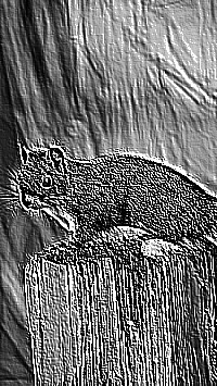 Skamielina