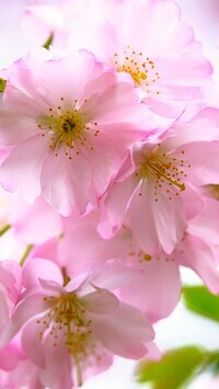 Oryginalny obrazek