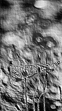 Skamielina
