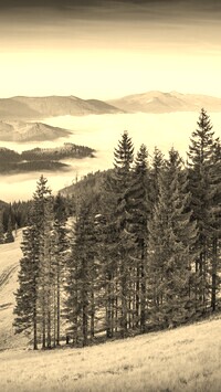 Szary + Sepia