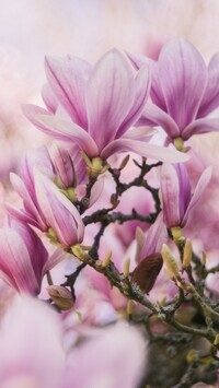 Oryginalny obrazek