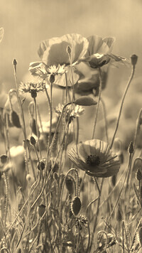 Szary + Sepia