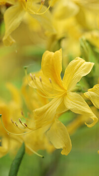 Oryginalny obrazek