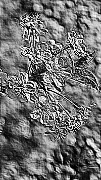 Skamielina