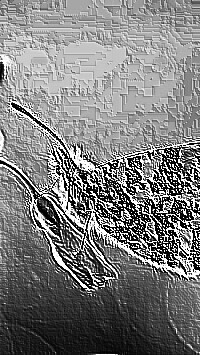 Skamielina