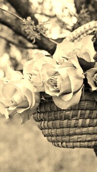 Szary + Sepia