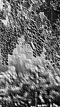 Skamielina