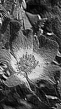 Skamielina